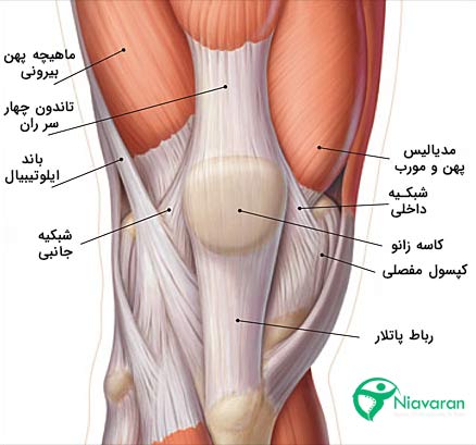 بهترین فوق تخصص زانو در شیراز